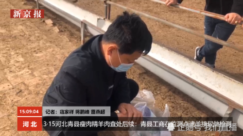3·15河北青县瘦肉精羊肉查处后续:青县工商在监测点逮羊接尿做检测